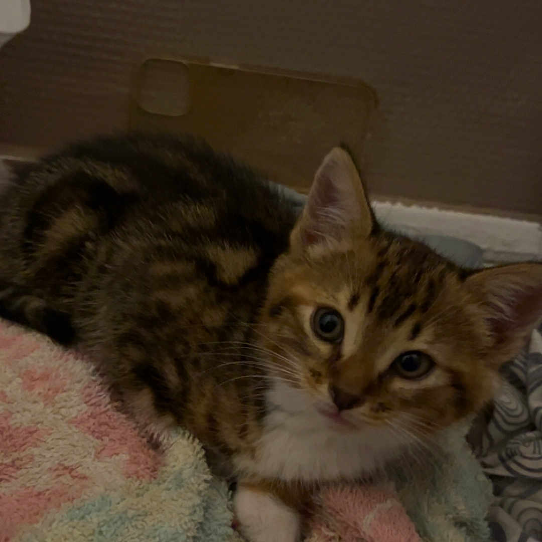 Nala