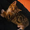 animal, bed, blanket, blue_eyes, cat, cozy, ears, fur, indoor, kitten, lying_down, paws, pet, plush_toy, portrait, relaxed, striped_fur, tabby, tail, whiskers