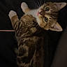 Nala participe au concours pour gagner de l'argent avec cette photo : animal, cat, closeup, cute, dark_background, feline, fluffy, green_eyes, indoor, kitten, lying_down, pet, pink_nose, playful, portrait, raised_paws, striped_fur, tabby, upside_down, whiskers