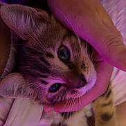 Nala a rejoint le concours — aidez-le/la à gagner de superbes lots ! animal, bed, being_held, cat, close_up, cuddling, ears, eyes, fur, human_hand, indoor, kitten, paws, pet, portrait, purple_lighting, soft_lighting, striped_fur, tabby, whiskers
