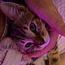 animal, bed, being_held, cat, close_up, cuddling, ears, eyes, fur, human_hand, indoor, kitten, paws, pet, portrait, purple_lighting, soft_lighting, striped_fur, tabby, whiskers