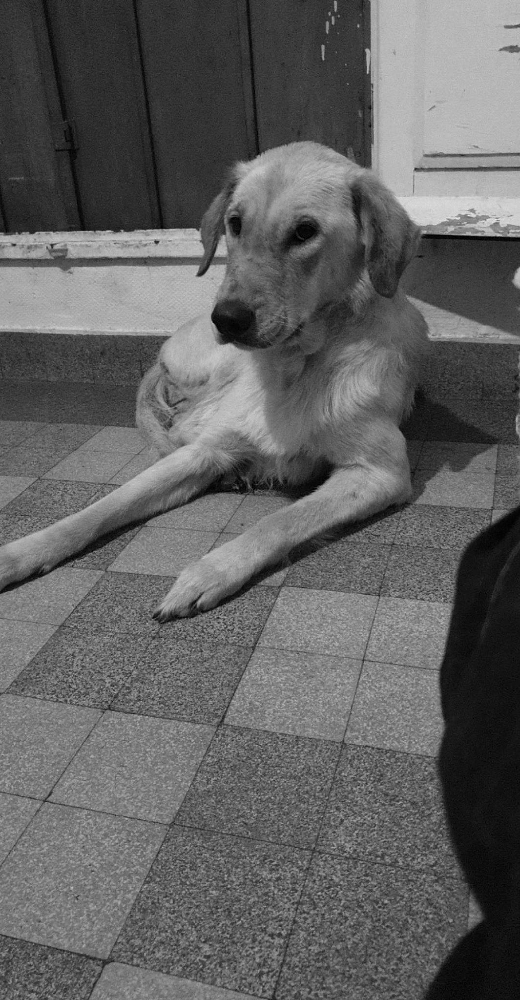 Athéna participe au concours pour gagner de l'argent avec cette photo : black, black_and_white, carnivore, companion_dog, dog, dog_breed, fawn, floor, flooring, human_leg, monochrome, monochrome_photography, road_surface, shadow, sidewalk, sitting, snout, street, style, tail