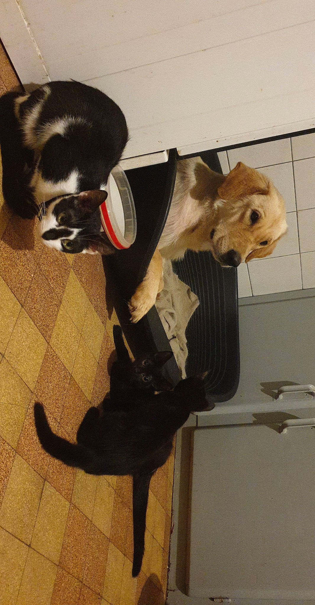 Athéna participe au concours pour gagner de l'argent avec cette photo : canidae, carnivore, collar, companion_dog, dog, dog_breed, dog_clothes, dog_supply, eyewear, fawn, fur, goggles, hat, mask, personal_protective_equipment, pet_supply, snout, sporting_group, tail, whiskers