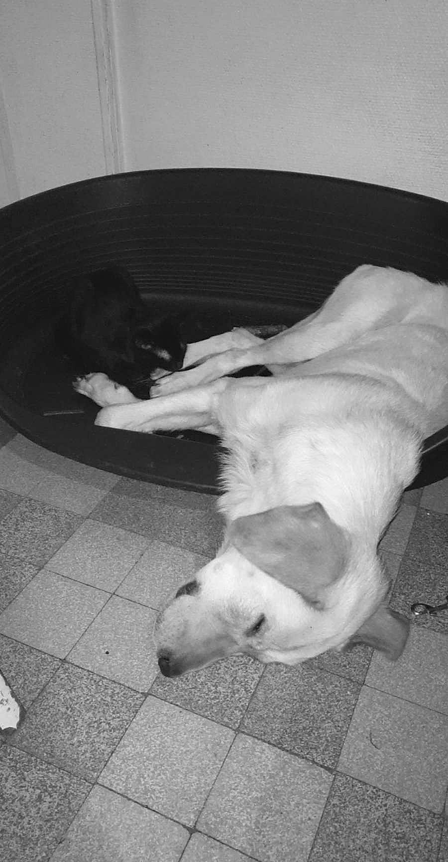 Athéna a rejoint le concours — aidez-le/la à gagner de superbes lots ! black_and_white, carnivore, comfort, companion_dog, dog, dog_breed, fawn, flooring, fur, mammal, monochrome, monochrome_photography, pet_supply, snout, sporting_group, style, tail, tints_and_shades, vertebrate, working_animal