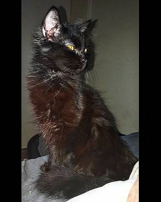 Tiana a rejoint le concours — aidez-le/la à gagner de superbes lots ! black_cat, bombay, carnivore, cat, claw, darkness, domestic_short_haired_cat, felidae, fur, grey, paw, rectangle, small_to_medium_sized_cats, snout, tail, terrestrial_animal, whiskers, window