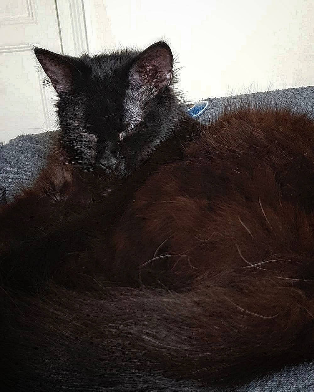 Tiana a rejoint le concours — aidez-le/la à gagner de superbes lots ! black_cat, bombay, brown, carnivore, cat, claw, comfort, domestic_short_haired_cat, felidae, fur, natural_material, sky, small_to_medium_sized_cats, snout, tail, terrestrial_animal, whiskers, wood