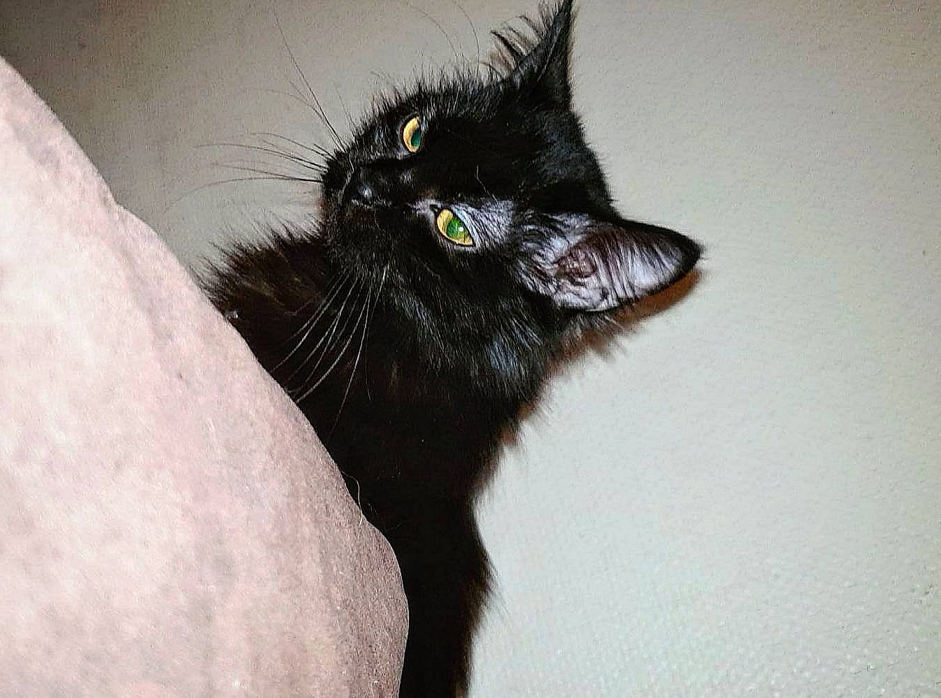 Tiana a rejoint le concours — aidez-le/la à gagner de superbes lots ! black_cat, bombay, carnivore, cat, claw, domestic_short_haired_cat, felidae, fur, monochrome_photography, small_to_medium_sized_cats, snout, tail, terrestrial_animal, whiskers