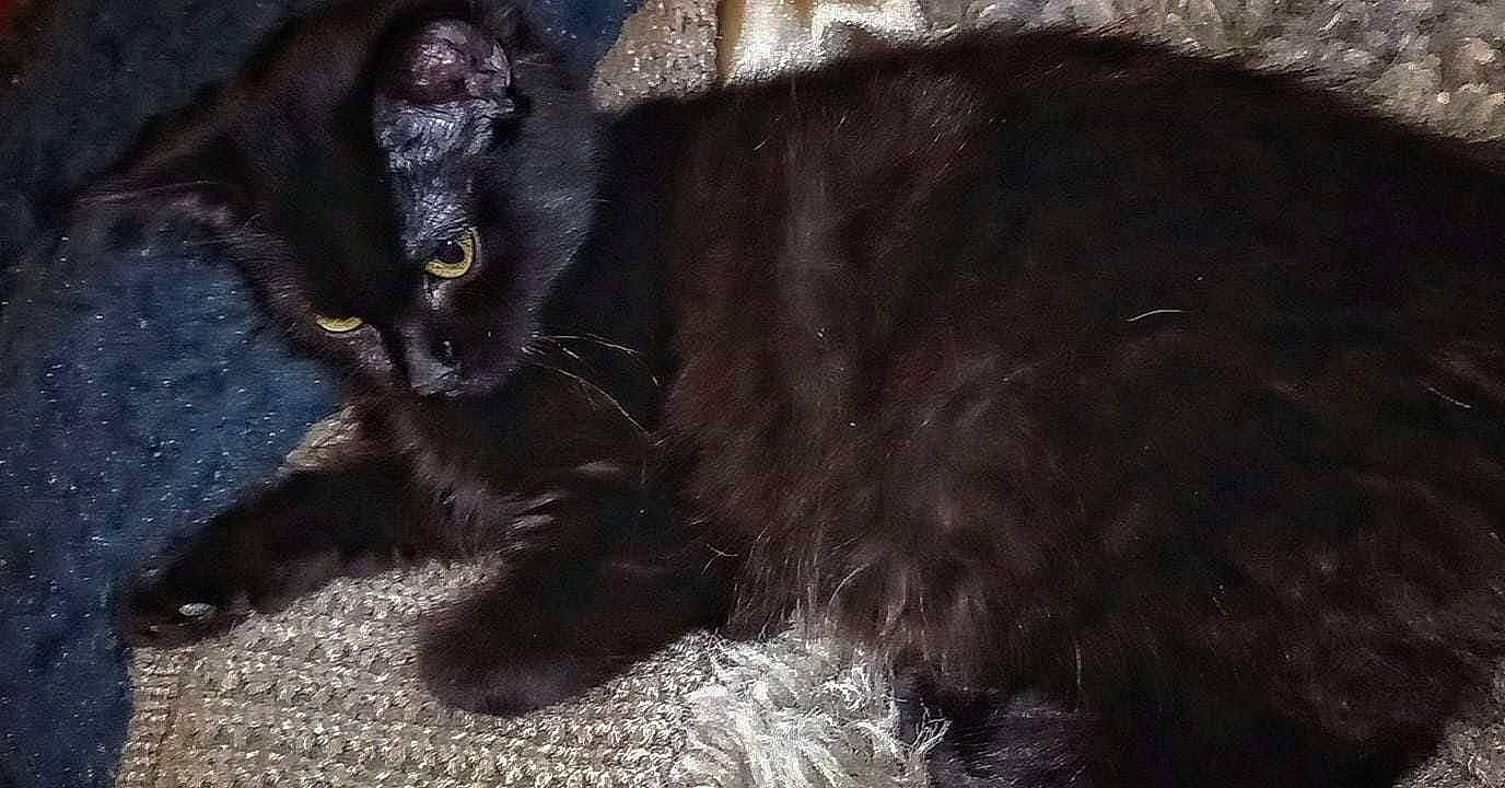 Tiana a rejoint le concours — aidez-le/la à gagner de superbes lots ! bombay, carnivore, cat, claw, dog_breed, felidae, foot, fur, paw, small_to_medium_sized_cats, snout, tail, terrestrial_animal, whiskers, wildlife