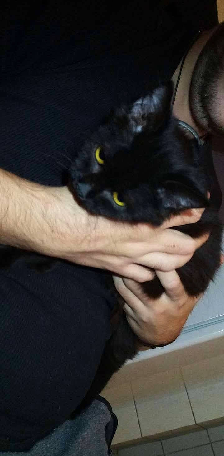 Tiana a rejoint le concours — aidez-le/la à gagner de superbes lots ! arm, black_cat, bombay, carnivore, cat, claw, comfort, domestic_short_haired_cat, ear, eye, felidae, finger, gesture, hand, nail, small_to_medium_sized_cats, snout, thumb, whiskers, wrist