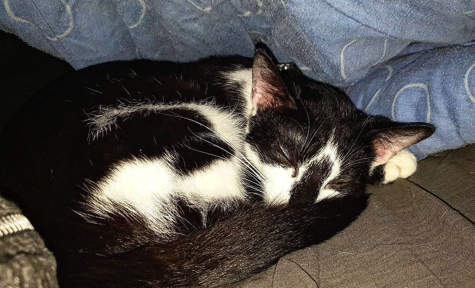 Félixya a rejoint le concours — aidez-le/la à gagner de superbes lots ! carnivore, cat, cloud, comfort, domestic_short_haired_cat, felidae, foot, fur, monochrome_photography, nap, paw, sleep, small_to_medium_sized_cats, snout, square, tail, terrestrial_animal, tints_and_shades, whiskers