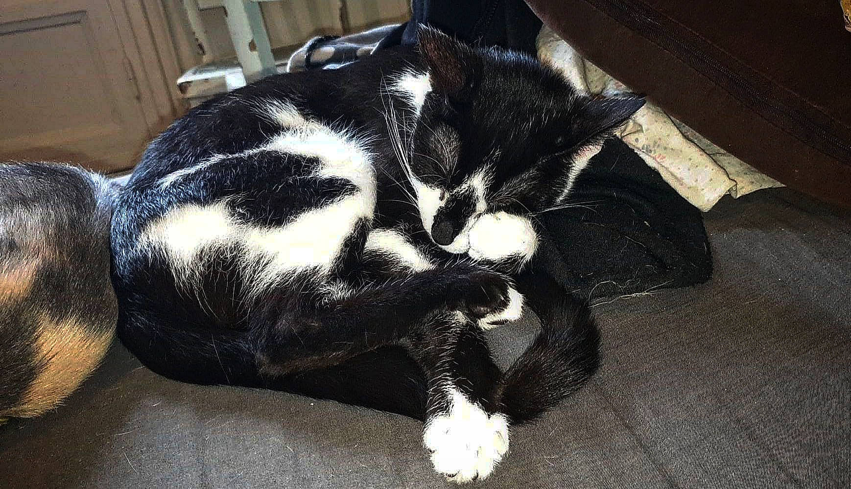 Félixya participe au concours pour gagner de l'argent avec cette photo : black_cat, carnivore, cat, claw, comfort, companion_dog, dog_breed, domestic_short_haired_cat, felidae, flooring, fur, mammal, nap, paw, sleep, small_to_medium_sized_cats, snout, tail, vertebrate, whiskers