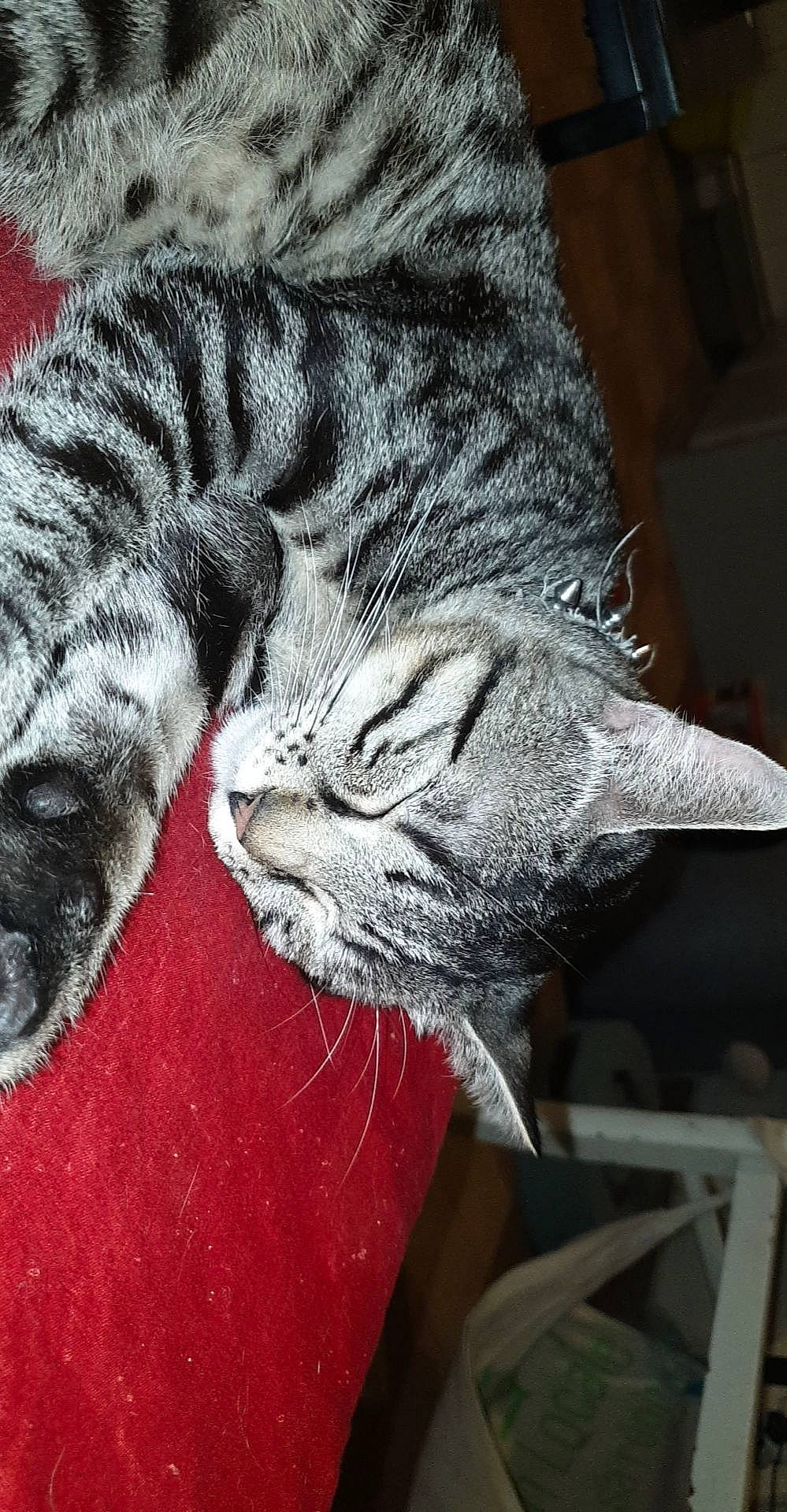 Tigrou participe au concours pour gagner de l'argent avec cette photo : carnivore, cat, claw, comfort, domestic_short_haired_cat, felidae, foot, fur, gesture, grey, human_leg, nap, paw, sleep, small_to_medium_sized_cats, snout, tail, whiskers, wildlife, window