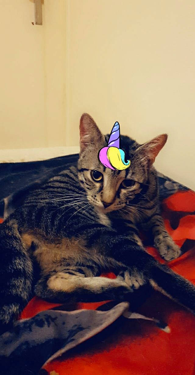 Tigrou a rejoint le concours — aidez-le/la à gagner de superbes lots ! art, carnivore, cat, claw, comfort, domestic_short_haired_cat, electric_blue, felidae, fur, paw, sitting, small_to_medium_sized_cats, snout, square, tail, toy, visual_arts, whiskers