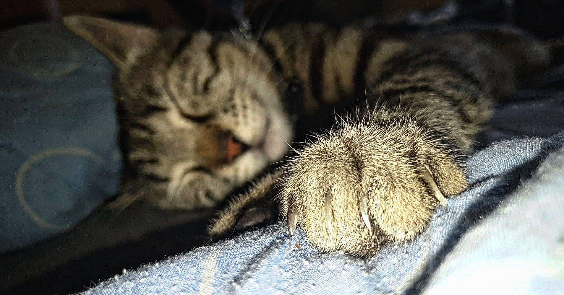 Tigrou a rejoint le concours — aidez-le/la à gagner de superbes lots ! carnivore, cat, claw, comfort, domestic_short_haired_cat, eye, fawn, felidae, fur, mammal, nap, paw, plant, small_to_medium_sized_cats, snout, tail, terrestrial_animal, vertebrate, whiskers, wildlife