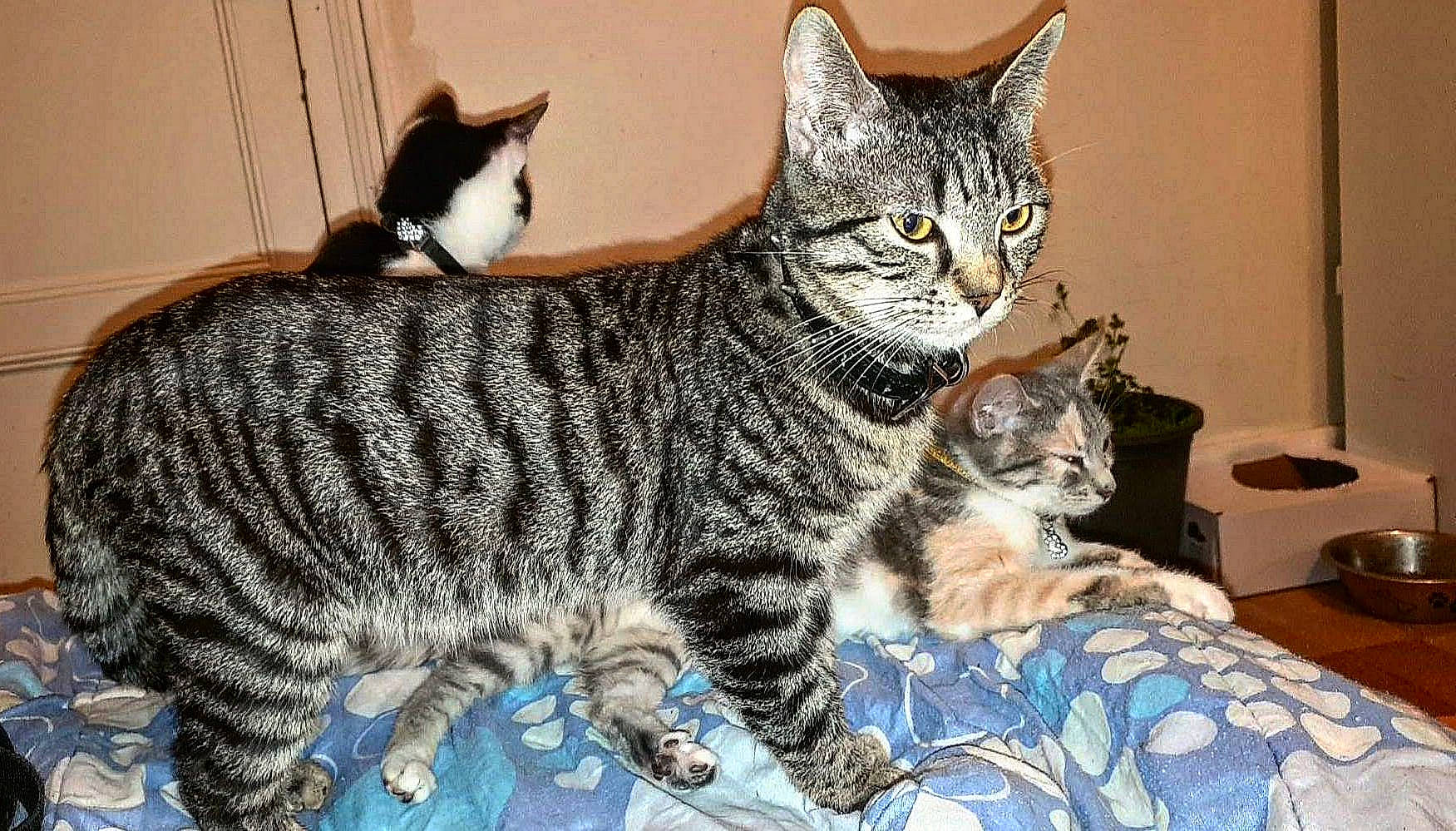 Tigrou a rejoint le concours — aidez-le/la à gagner de superbes lots ! carnivore, cat, comfort, domestic_short_haired_cat, felidae, fur, mammal, paw, small_to_medium_sized_cats, snout, tail, terrestrial_animal, vertebrate, whiskers