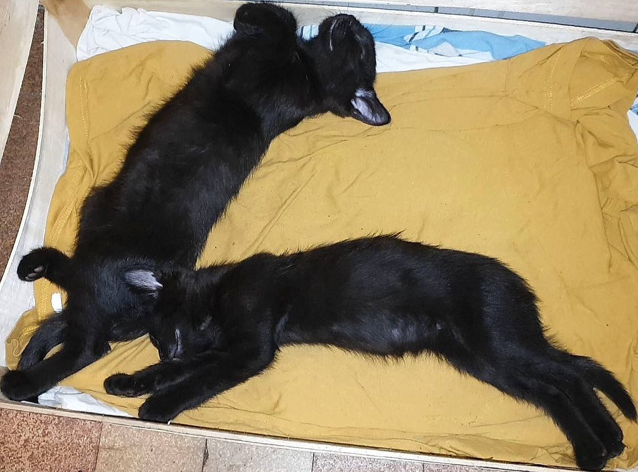 Tftnbk a rejoint le concours — aidez-le/la à gagner de superbes lots ! canidae, carnivore, claw, comfort, companion_dog, dog, dog_breed, felidae, fur, guard_dog, mammal, paw, small_to_medium_sized_cats, snout, sporting_group, tail, terrestrial_animal, vertebrate, whiskers, working_animal