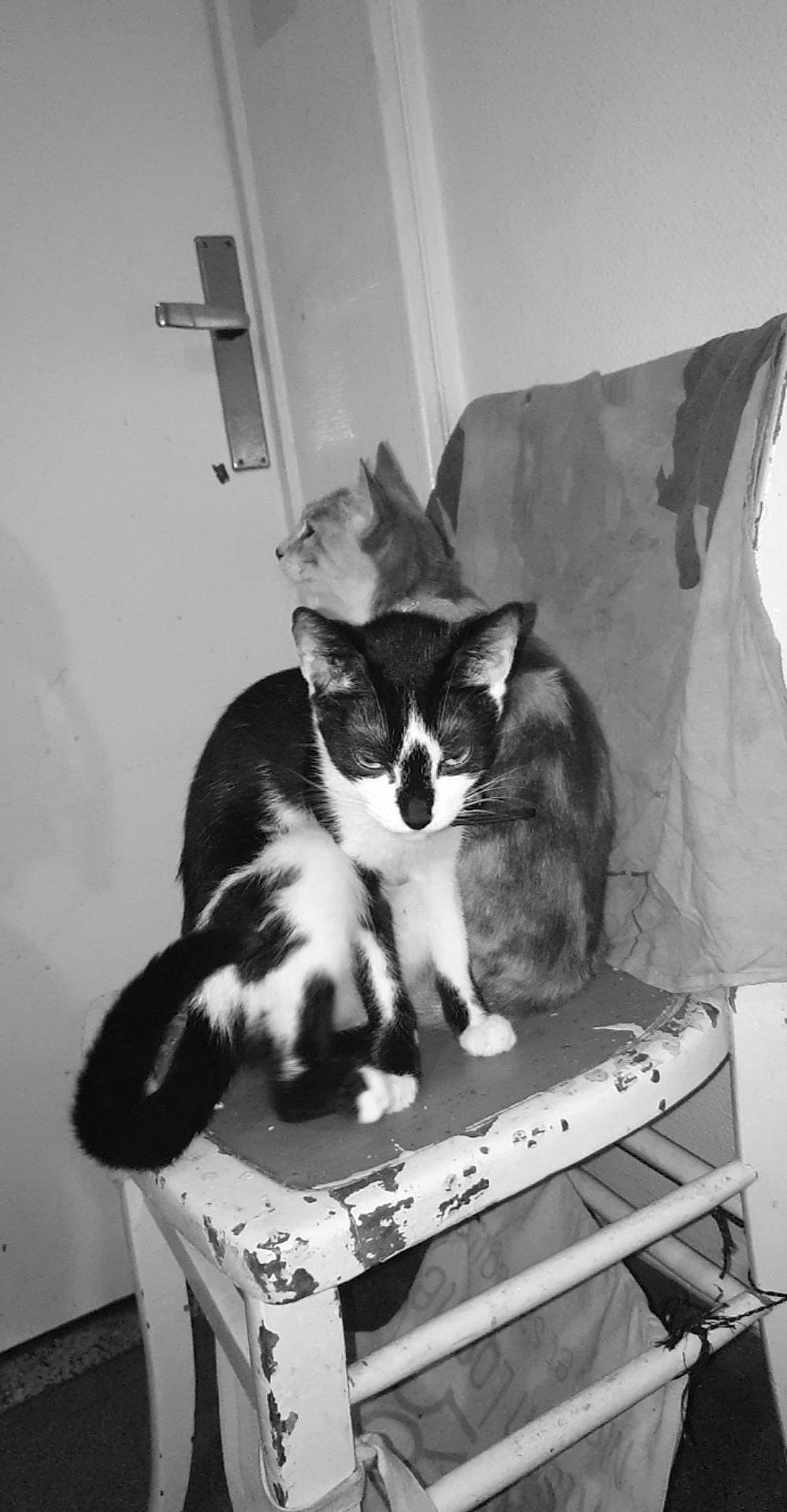 Tftnbk a rejoint le concours — aidez-le/la à gagner de superbes lots ! black_and_white, box, carnivore, cat, cat_supply, comfort, domestic_short_haired_cat, felidae, fur, mammal, monochrome, monochrome_photography, paw, pet_supply, room, sitting, small_to_medium_sized_cats, style, tail, whiskers