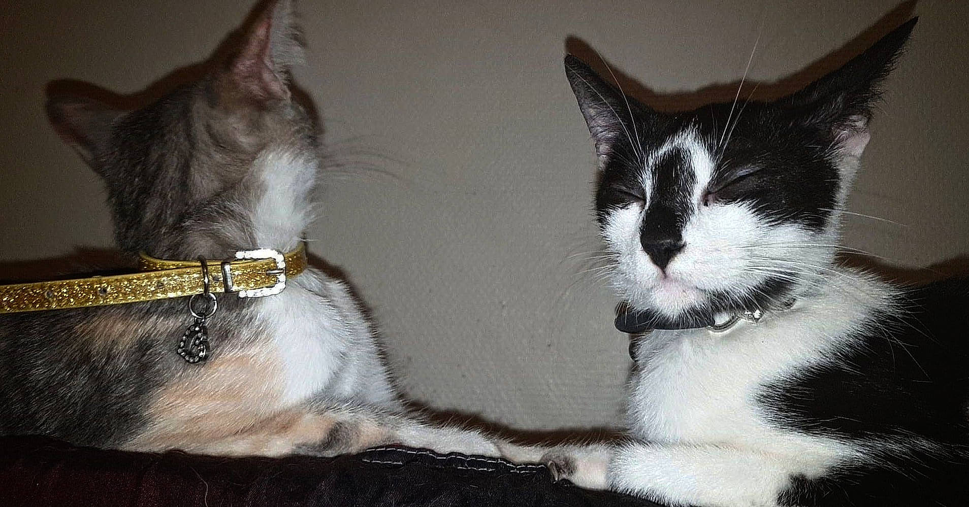 Tftnbk a rejoint le concours — aidez-le/la à gagner de superbes lots ! carnivore, cat, claw, collar, comfort, domestic_short_haired_cat, felidae, foot, fur, gesture, grey, human_leg, leg, pack_animal, paw, small_to_medium_sized_cats, snout, tail, whiskers, working_animal