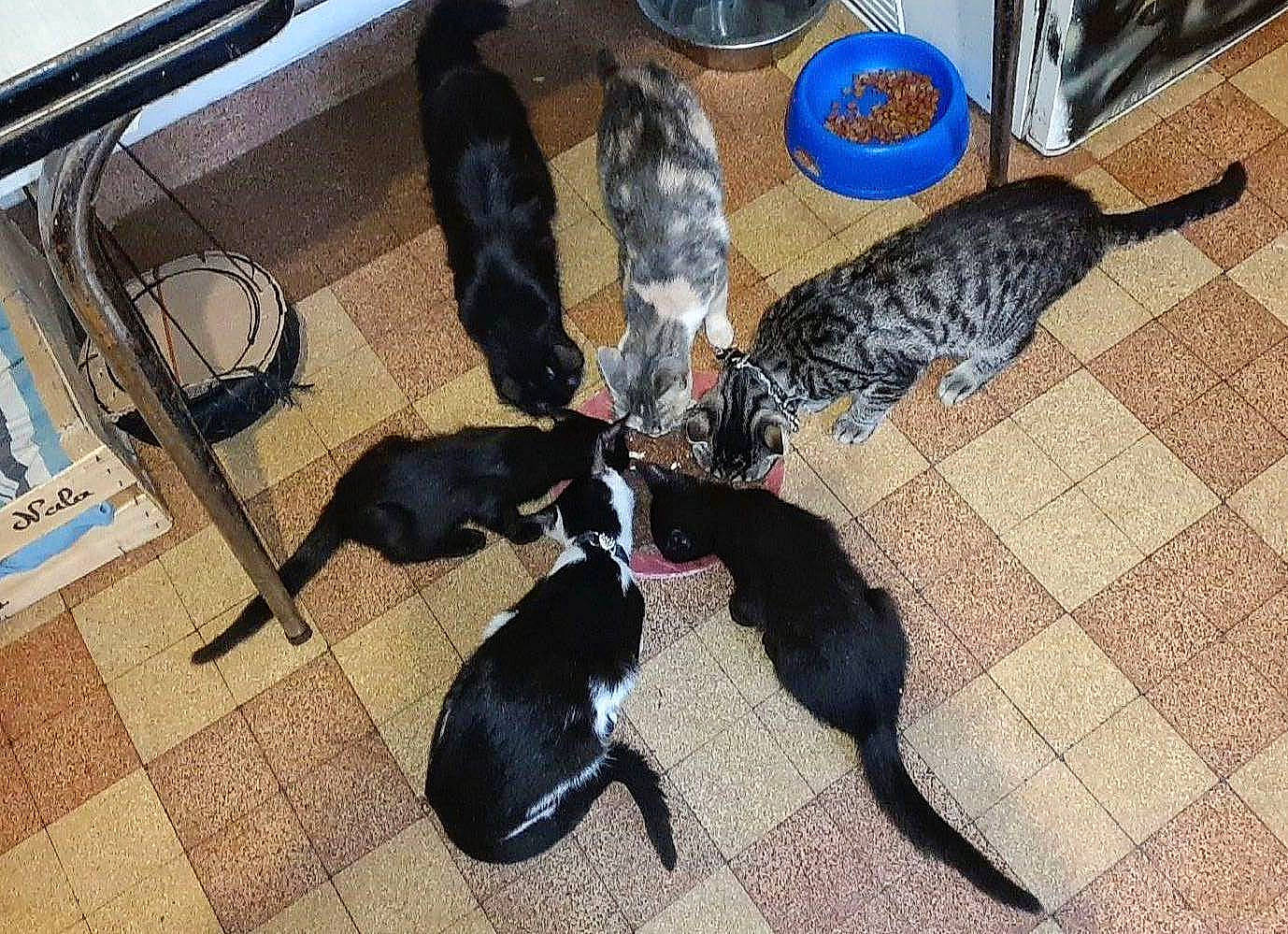 Tftnbk a rejoint le concours — aidez-le/la à gagner de superbes lots ! black_cat, canidae, carnivore, cat, collar, comfort, companion_dog, dog_breed, domestic_short_haired_cat, felidae, floor, flooring, fur, mammal, pet_supply, small_to_medium_sized_cats, sporting_group, tail, vertebrate, whiskers