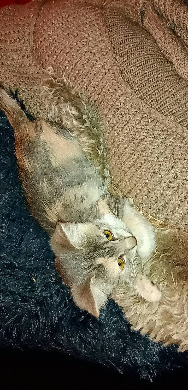 Nala participe au concours pour gagner de l'argent avec cette photo : carnivore, cat, claw, comfort, domestic_short_haired_cat, felidae, fur, grey, paw, small_to_medium_sized_cats, tail, terrestrial_animal, whiskers, wildlife