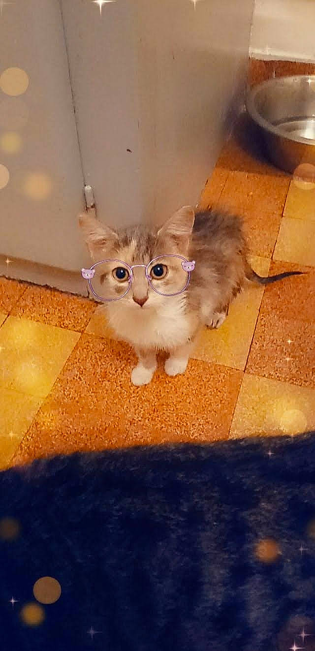 Nala a rejoint le concours — aidez-le/la à gagner de superbes lots ! carnivore, cat, companion_dog, domestic_short_haired_cat, eye, eyewear, fawn, felidae, floor, flooring, fur, glasses, hardwood, leg, paw, small_to_medium_sized_cats, snout, tail, whiskers, wood