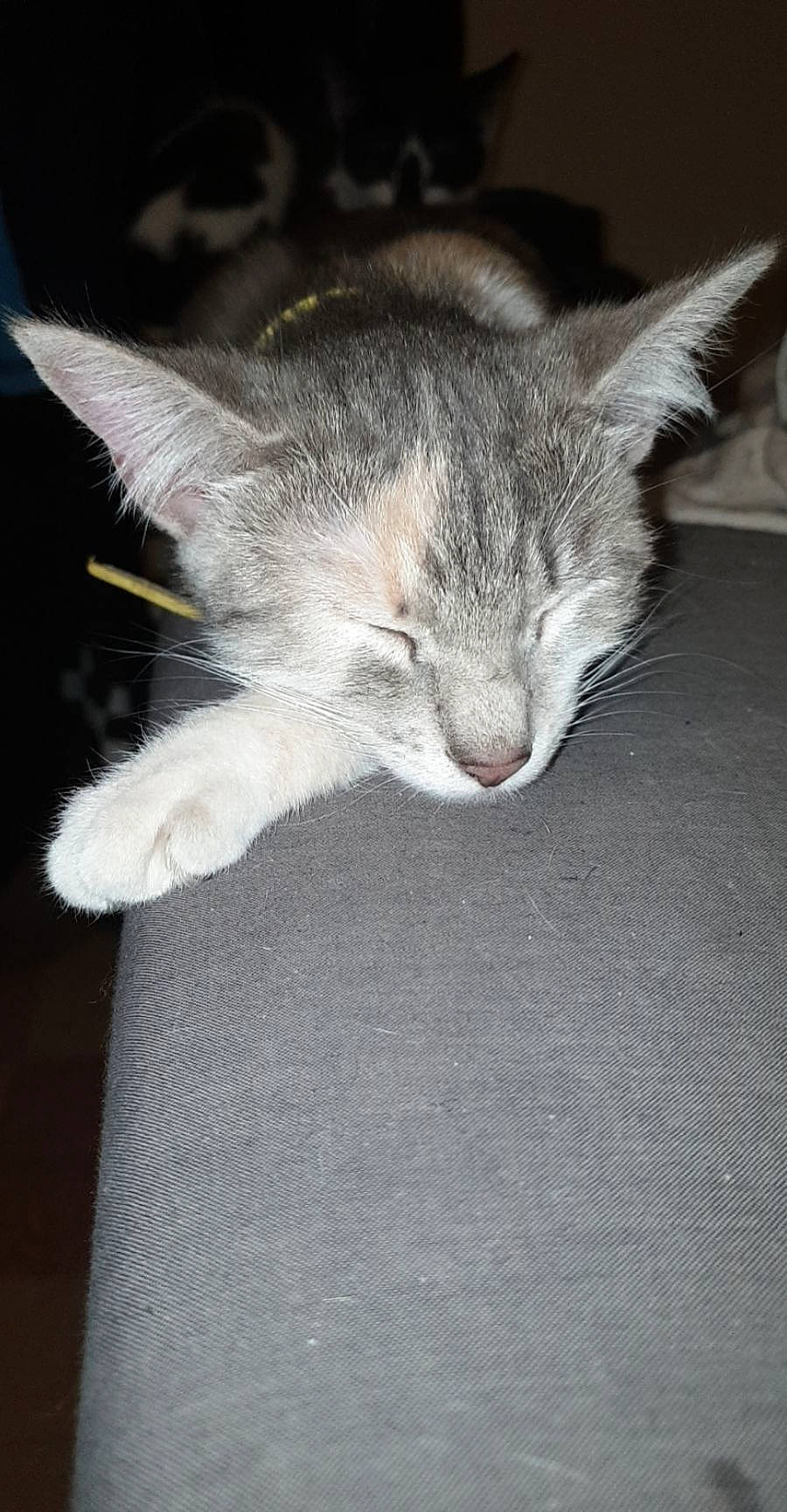 Nala a rejoint le concours — aidez-le/la à gagner de superbes lots ! carnivore, cat, claw, comfort, domestic_short_haired_cat, ear, felidae, fur, grey, paw, small_to_medium_sized_cats, snout, tail, whiskers