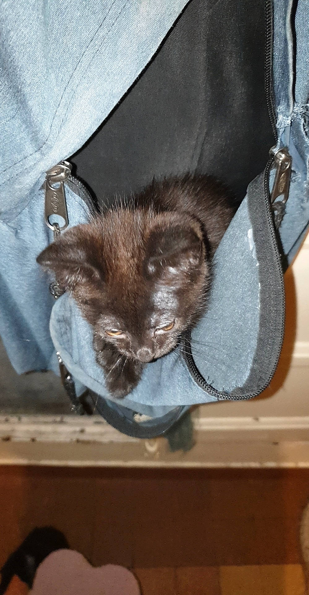 Baloo a rejoint le concours — aidez-le/la à gagner de superbes lots ! bag, baggage, canidae, carnivore, cat, claw, comfort, domestic_short_haired_cat, electric_blue, fashion_accessory, fawn, felidae, fur, luggage_and_bags, sleeve, small_to_medium_sized_cats, tail, whiskers