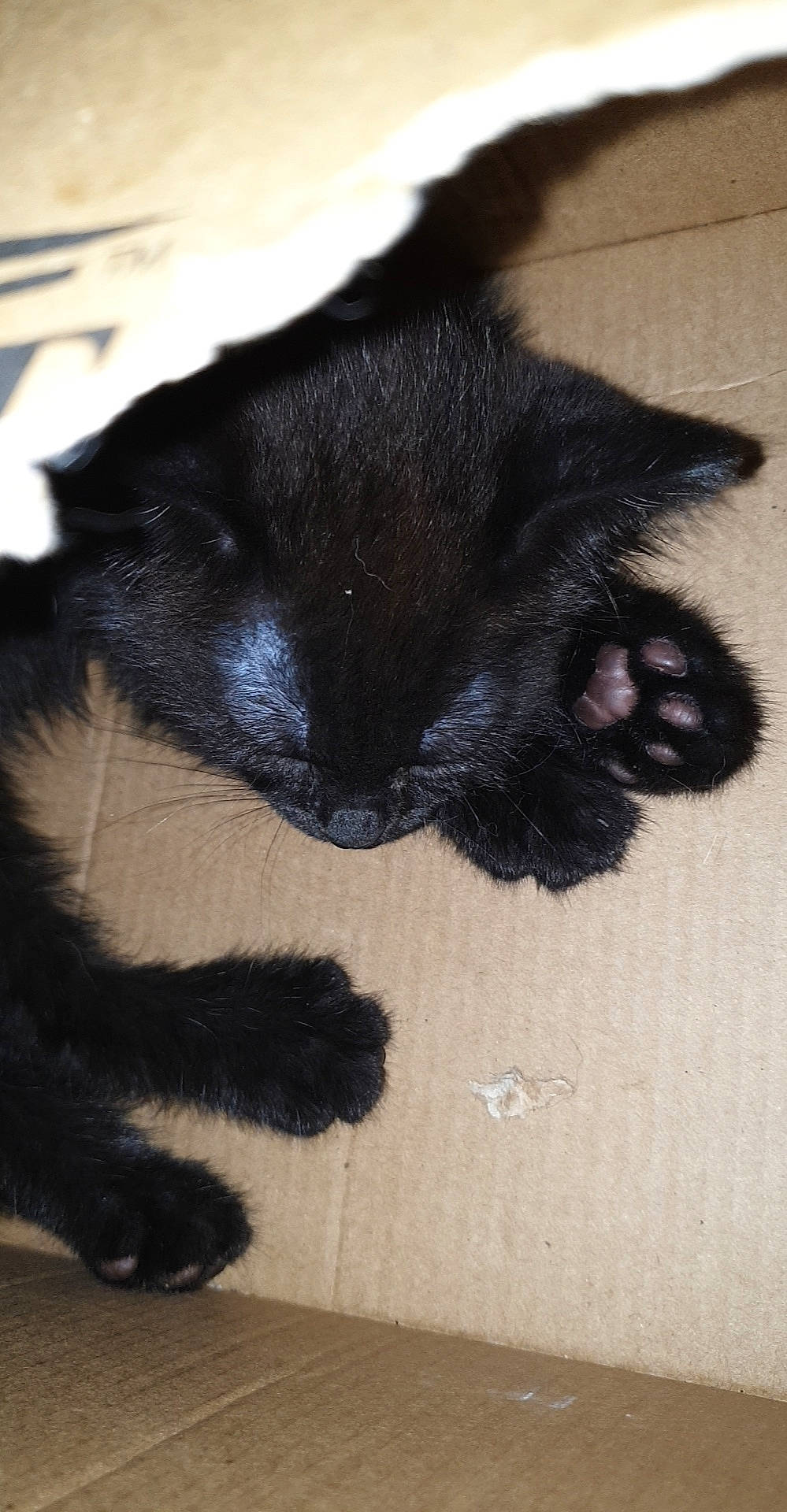 Baloo participe au concours pour gagner de l'argent avec cette photo : black_cat, bombay, canidae, carnivore, cat, claw, comfort, dog_breed, domestic_short_haired_cat, ear, felidae, foot, human_leg, mammal, paw, small_to_medium_sized_cats, snout, sporting_group, tail, whiskers