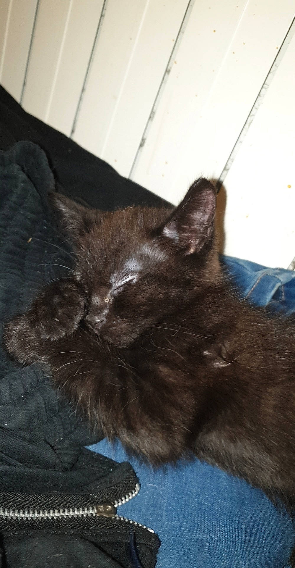 Baloo participe au concours pour gagner de l'argent avec cette photo : black_cat, carnivore, cat, claw, comfort, domestic_short_haired_cat, felidae, fur, nap, paw, sleep, small_to_medium_sized_cats, snout, tail, terrestrial_animal, whiskers, wood