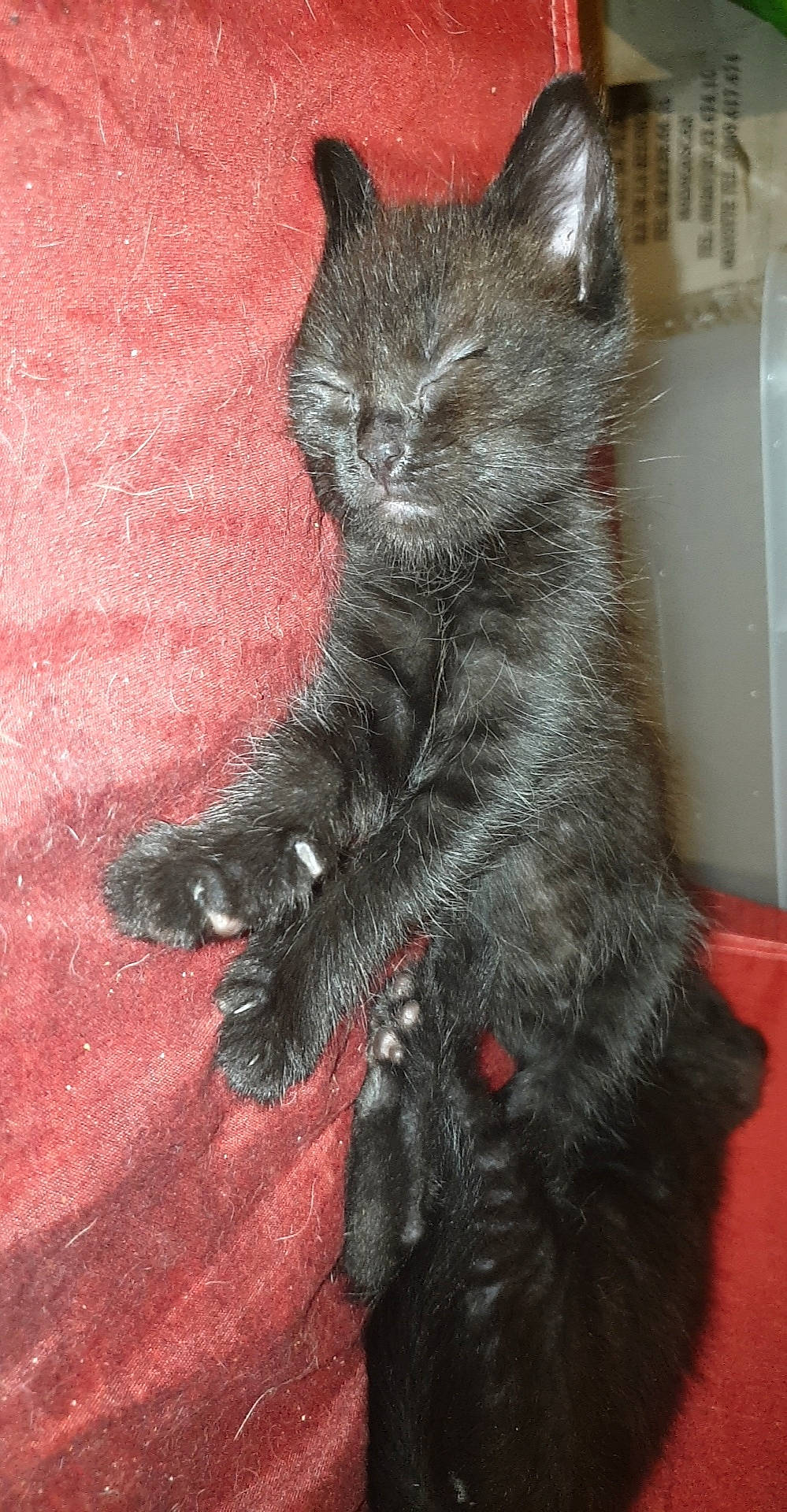 Baloo participe au concours pour gagner de l'argent avec cette photo : art, black_cat, carnivore, cat, claw, domestic_short_haired_cat, felidae, fur, grey, paw, sitting, small_to_medium_sized_cats, snout, tail, terrestrial_animal, whiskers