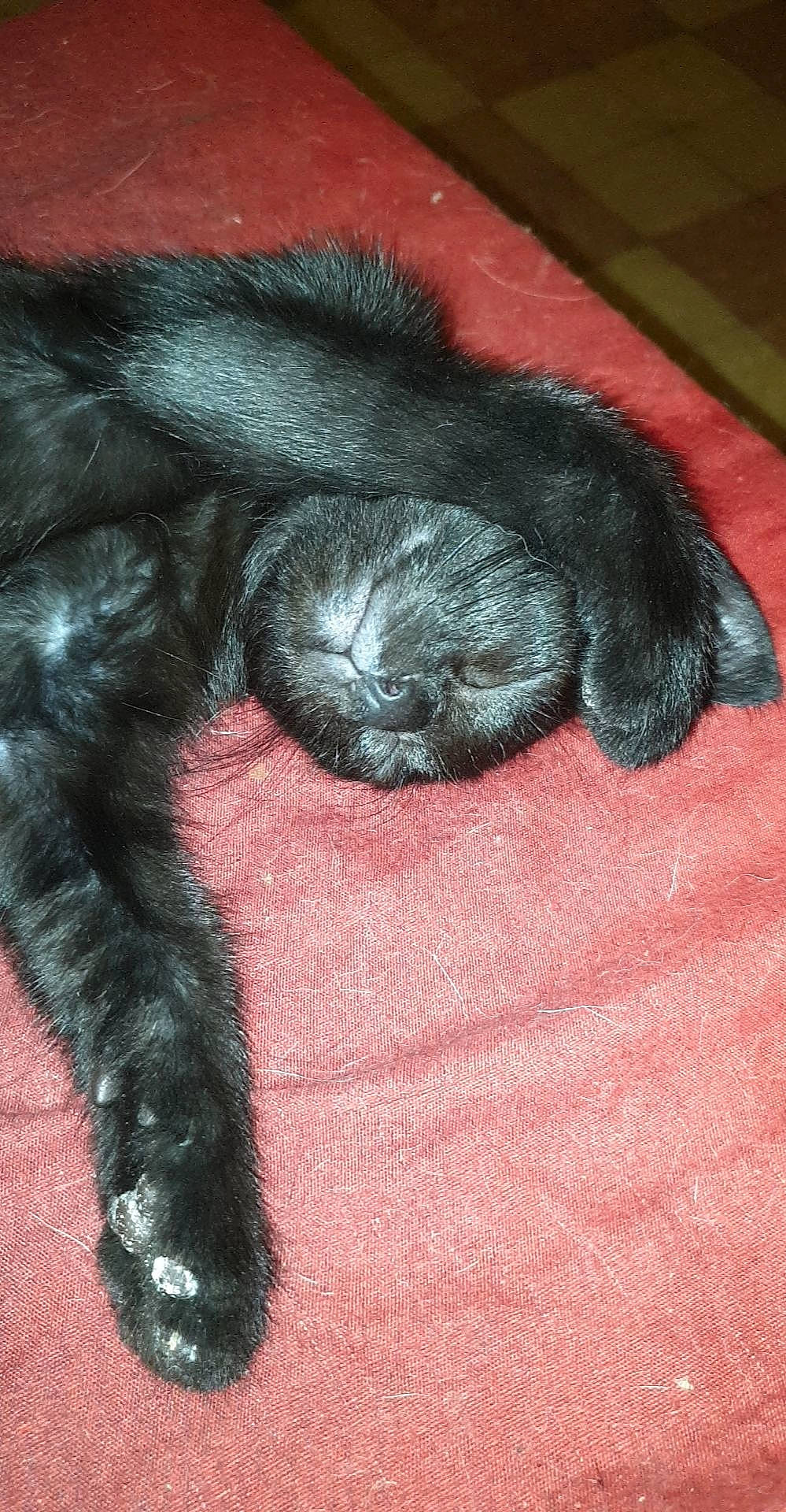 Kaya a rejoint le concours — aidez-le/la à gagner de superbes lots ! black_cat, carnivore, cat, claw, comfort, dog_breed, domestic_short_haired_cat, felidae, foot, fur, liver, nap, paw, small_to_medium_sized_cats, snout, sporting_group, tail, terrestrial_animal, whiskers, wool