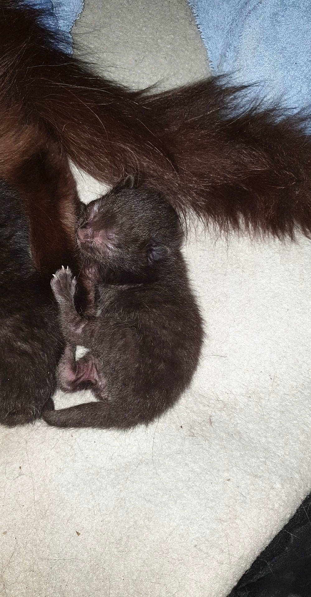 Kaya a rejoint le concours — aidez-le/la à gagner de superbes lots ! art, canidae, carnivore, claw, companion_dog, dog_breed, felidae, foot, fur, gesture, human_leg, liver, painting, paw, small_to_medium_sized_cats, snout, sporting_group, tail, terrestrial_animal, whiskers