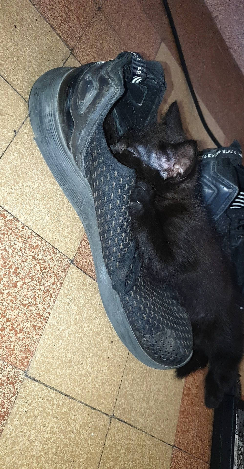 Kaya a rejoint le concours — aidez-le/la à gagner de superbes lots ! automotive_tire, carnivore, cat, comfort, dog_breed, domestic_short_haired_cat, electric_blue, felidae, flooring, grey, human_leg, road_surface, sculpture, shoe, small_to_medium_sized_cats, statue, synthetic_rubber, tail, whiskers, wood