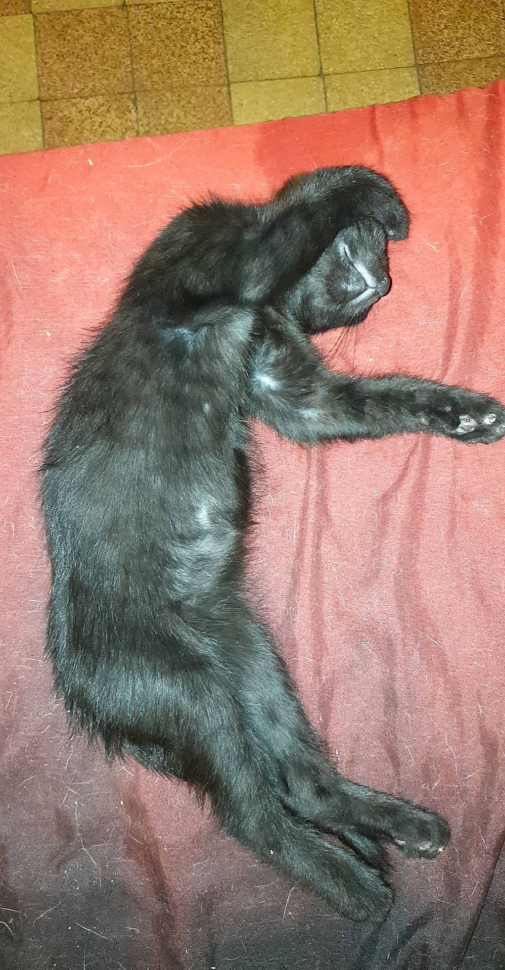 Kaya participe au concours pour gagner de l'argent avec cette photo : art, carnivore, claw, companion_dog, dog_breed, drawing, felidae, foot, fur, gesture, liver, painting, paw, primate, small_to_medium_sized_cats, snout, sporting_group, tail, terrestrial_animal, whiskers