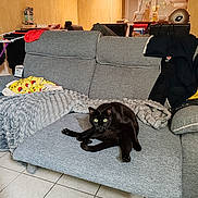 Yami participe au concours pour gagner de l'argent avec cette photo : black_cat, blanket, cat, couch, cozy, ears, feline, fur, gray_couch, green_eyes, household_items, indoor, living_room, looking, pet, plant, relaxed, sitting, tile_floor, whiskers