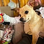 Skippy is registered to the contest to win money with this photo: beard, blurred_background, brown_dog, casual, close_up, couch, dog, focus, furniture, glasses, indoor, man, person, pet, portrait, relaxed, seated, short_hair, small_dog, snack