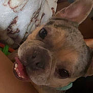 Delilah is registered to the contest to win money with this photo: dog, french_bulldog, close_up, pet, tongue_out, ear_up, blanket, dog_prints, couch, indoor, resting, person_leg, cute, smiling, animal, canine, companion, cozy, domestic, friendly