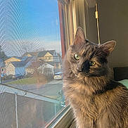 Ashley joined the competition — help win amazing prizes! afternoon, cat, cat_fur, cozy, domestic_cat, ears, glass, green_eyes, houses, indoor, looking_at_camera, neighborhood, pet, portrait, reflection, sunlight, whiskers, window, window_screen, windowsill