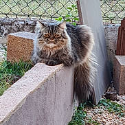 Sparow a rejoint le concours — aidez-le/la à gagner de superbes lots ! animal, board, cat, chain_link, concrete, domestic, fence, fluffy, fur, gravel, greenery, long_hair, nature, outdoor, pet, relaxed, resting, tail, wall, yard