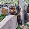 animal, board, cat, chain_link, concrete, domestic, fence, fluffy, fur, gravel, greenery, long_hair, nature, outdoor, pet, relaxed, resting, tail, wall, yard