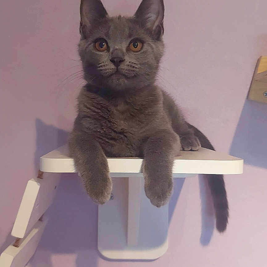 Wendy a rejoint le concours — aidez-le/la à gagner de superbes lots ! abyssinian, angora, animal, bucket, cat, chair, coffeetable, computer, desk, diningtable, drawer, furniture, kitten, manx, pet, plywood, shelf, siamese, table, wood