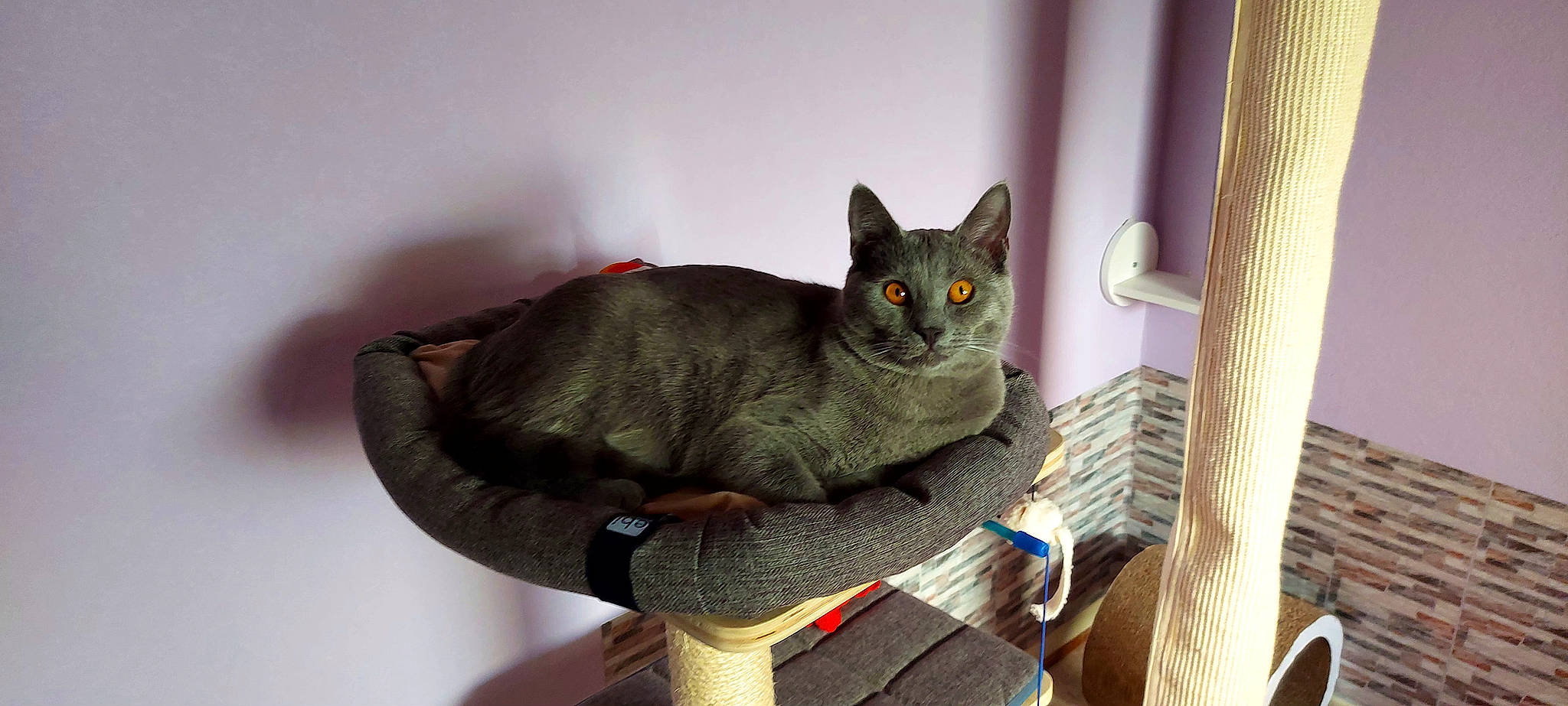 Umar participe au concours pour gagner de l'argent avec cette photo : carnivore, cat, cat_supply, comfort, domestic_short_haired_cat, felidae, fur, grey, pet_supply, russian_blue, sitting, small_to_medium_sized_cats, snout, tail, whiskers