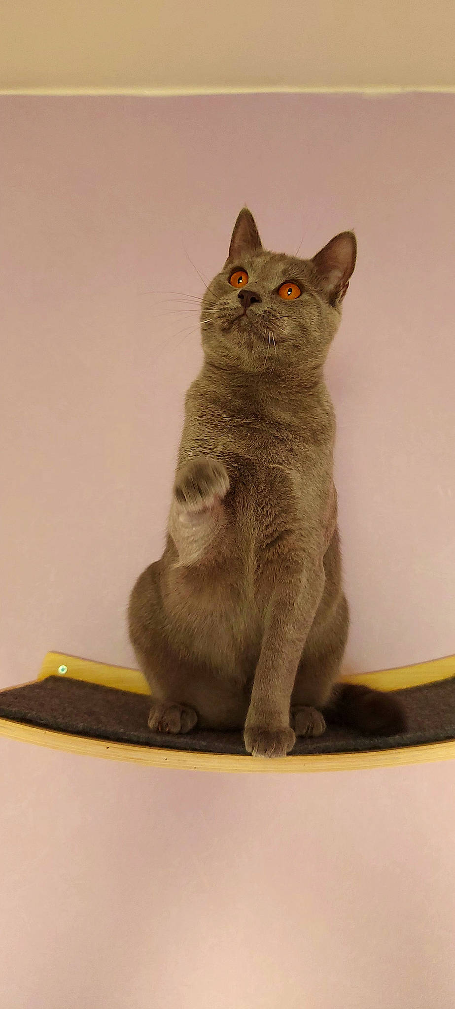 Umar participe au concours pour gagner de l'argent avec cette photo : animal_figure, art, carnivore, cat, domestic_short_haired_cat, felidae, fur, grey, russian_blue, sculpture, small_to_medium_sized_cats, snout, tail, terrestrial_animal, whiskers, window