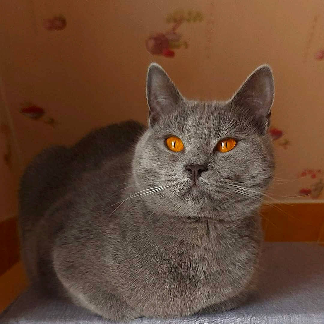 Umar participe au concours pour gagner de l'argent avec cette photo : carnivore, cat, domestic_short_haired_cat, felidae, fur, grey, russian_blue, small_to_medium_sized_cats, snout, whiskers