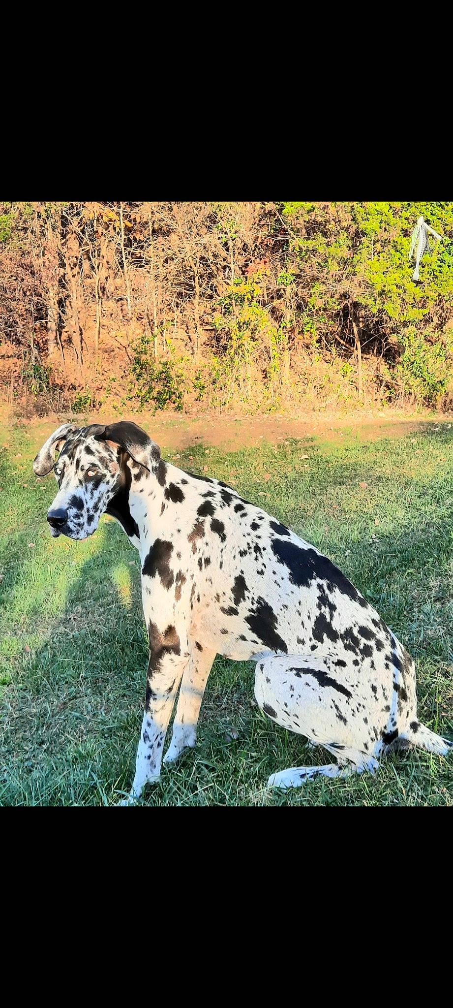 Shiloh is registered to the contest to win money with this photo: art, canidae, carnivore, companion_dog, dog, dog_breed, fawn, grass, grassland, landscape, natural_landscape, non_sporting_group, painting, pattern, plant, rectangle, snout, sporting_group, terrestrial_animal, working_animal