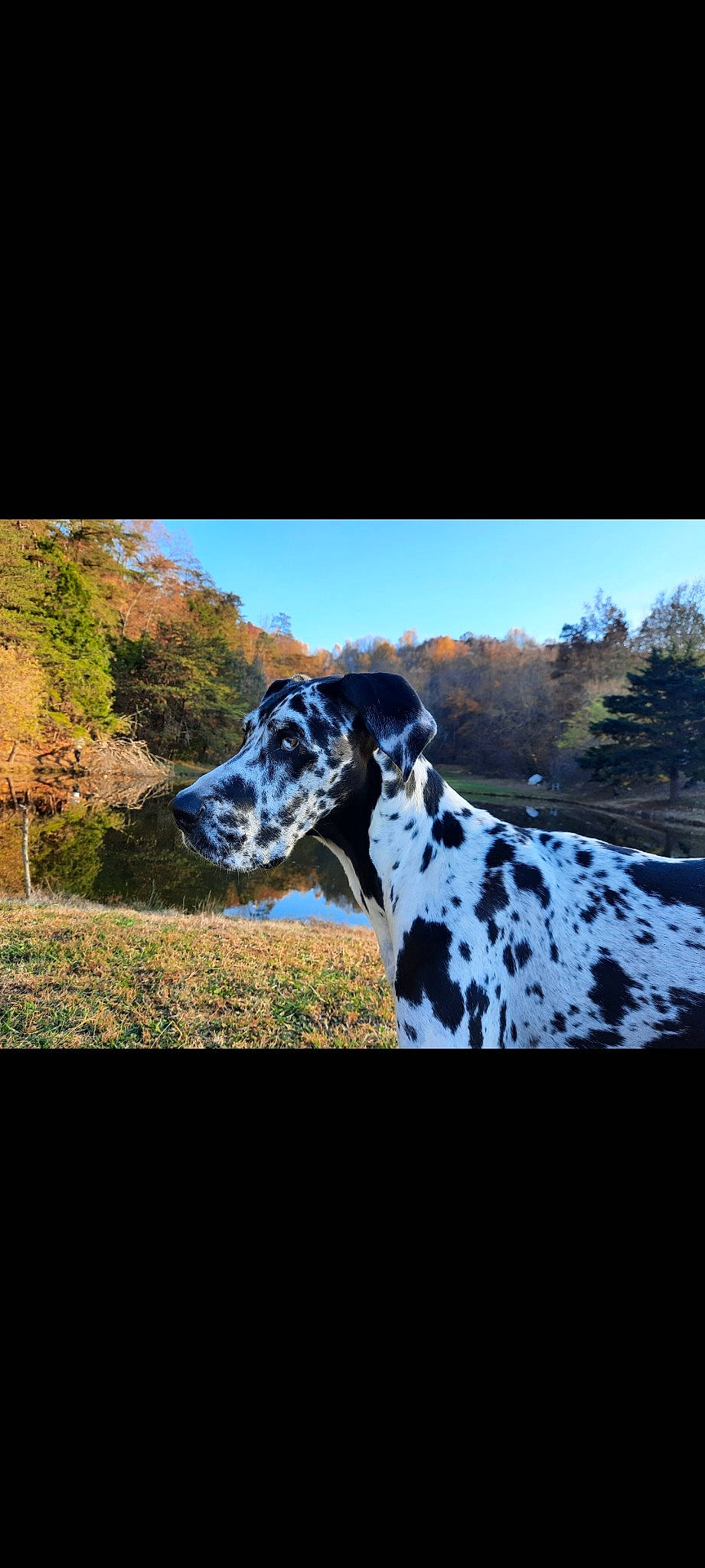 Shiloh is registered to the contest to win money with this photo: art, canidae, carnivore, dog, dog_breed, grass, grassland, landscape, natural_landscape, non_sporting_group, pasture, plant, rectangle, sky, snout, sporting_group, terrestrial_animal, tree, wildlife, working_animal