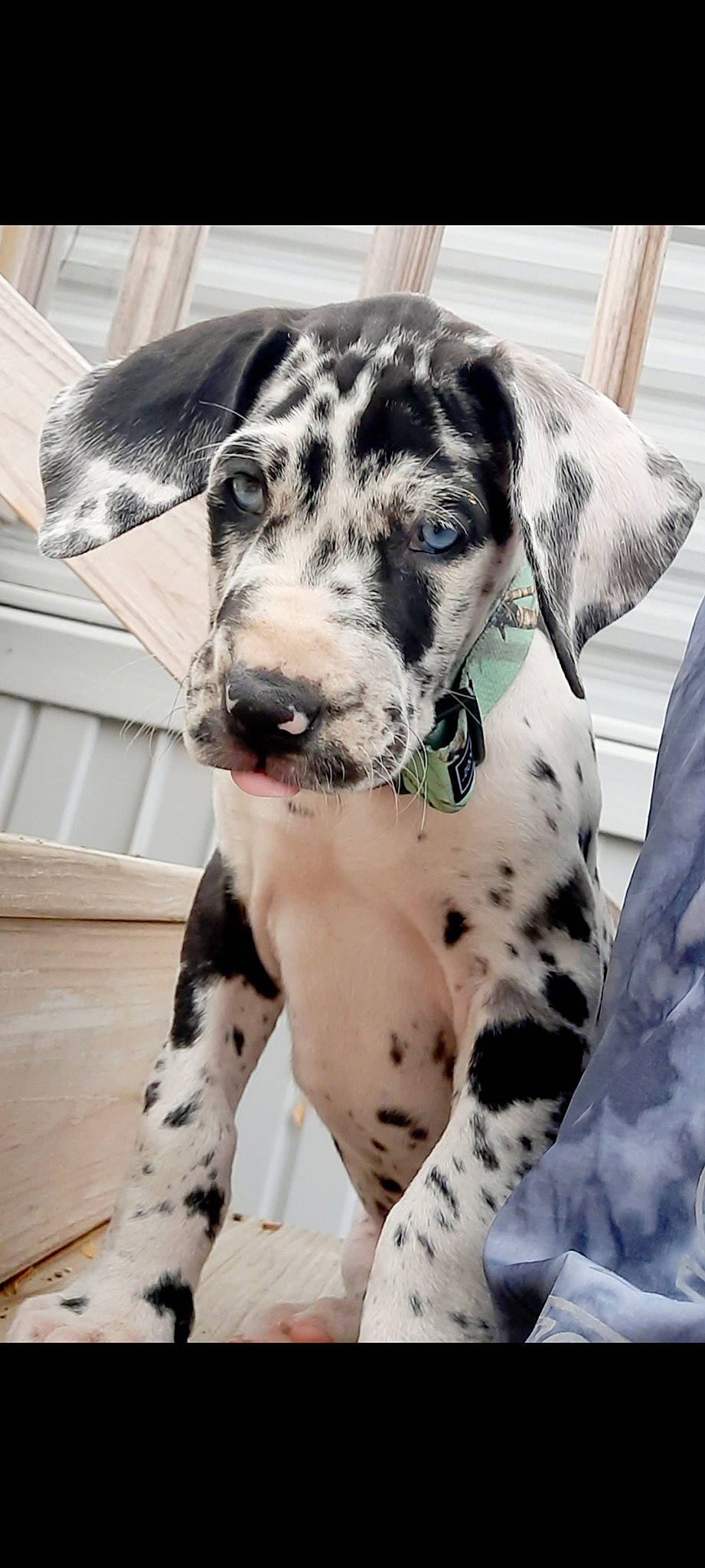 Shiloh is registered to the contest to win money with this photo: canidae, carnivore, collar, companion_dog, dalmatian, dog, dog_breed, dog_collar, fawn, fur, great_dane, non_sporting_group, snout, sporting_group, terrestrial_animal, whiskers, working_animal, working_dog