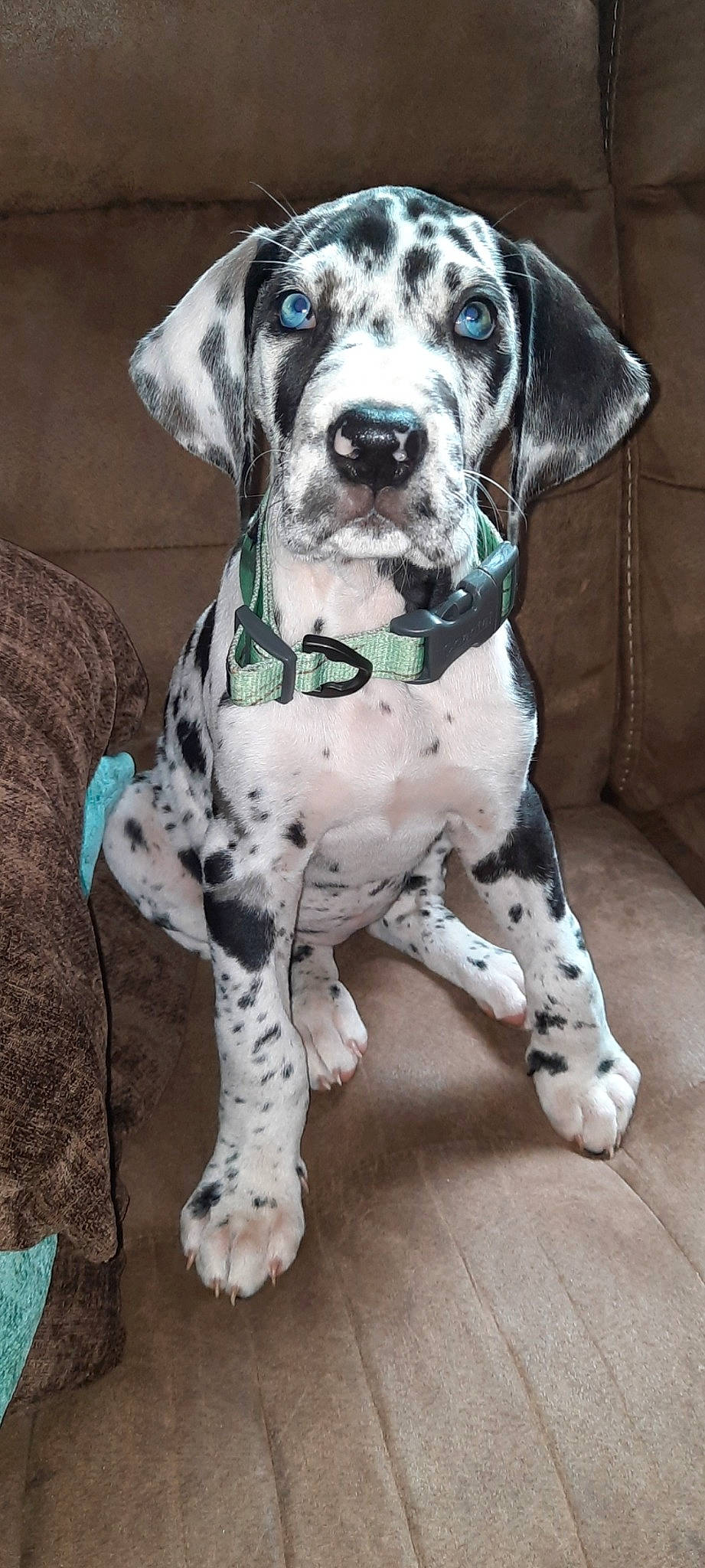 Shiloh is registered to the contest to win money with this photo: canidae, carnivore, collar, companion_dog, dog, dog_breed, dog_collar, dog_supply, fawn, fur, hunting_dog, non_sporting_group, pet_supply, snout, sporting_group, whiskers, working_animal, working_dog