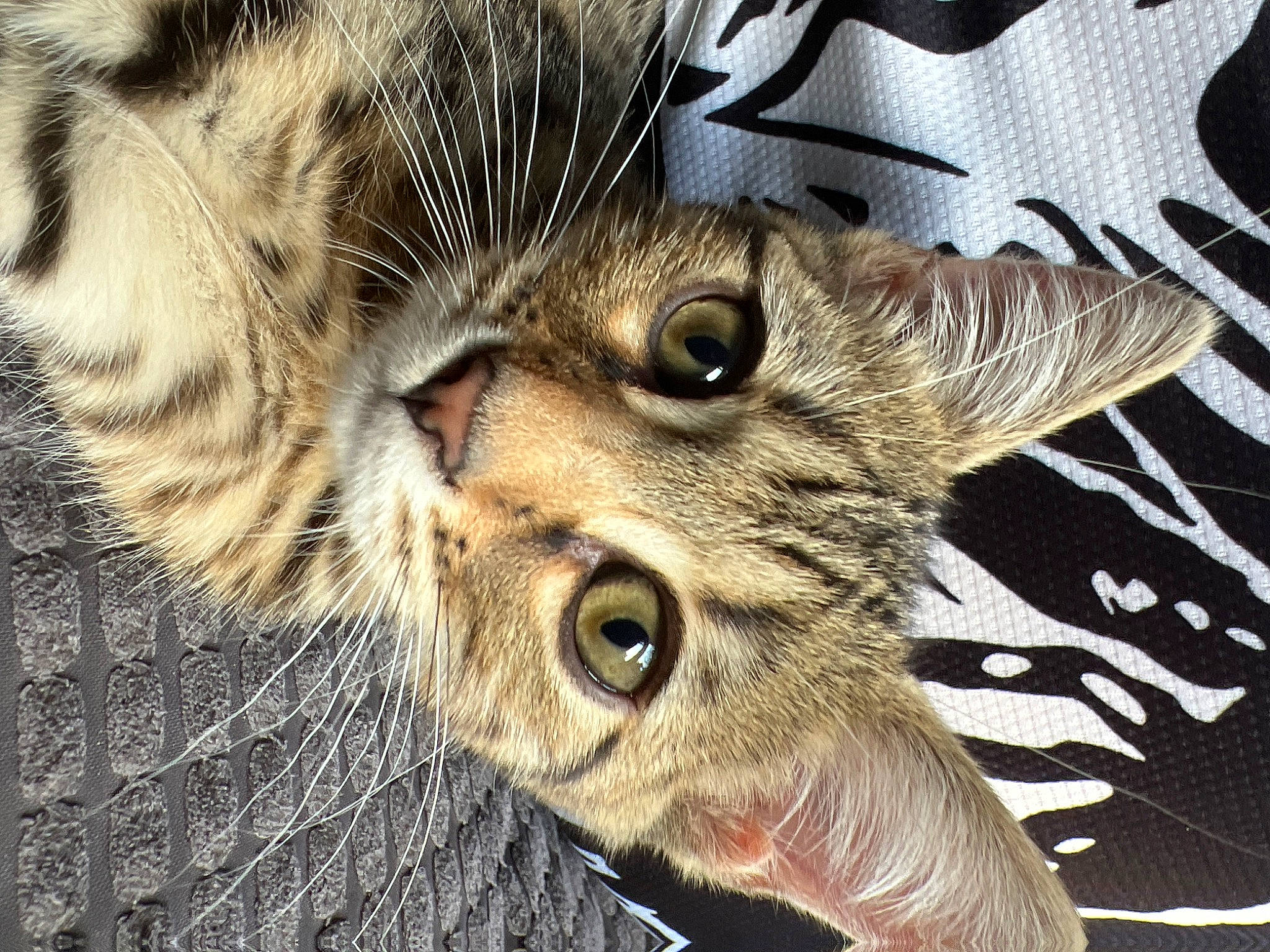 Lily is registered to the contest to win money with this photo: carnivore, cat, cat_supply, claw, domestic_short_haired_cat, eye, fang, felidae, fur, head, human_body, pattern, paw, small_to_medium_sized_cats, snout, terrestrial_animal, whiskers, wildlife