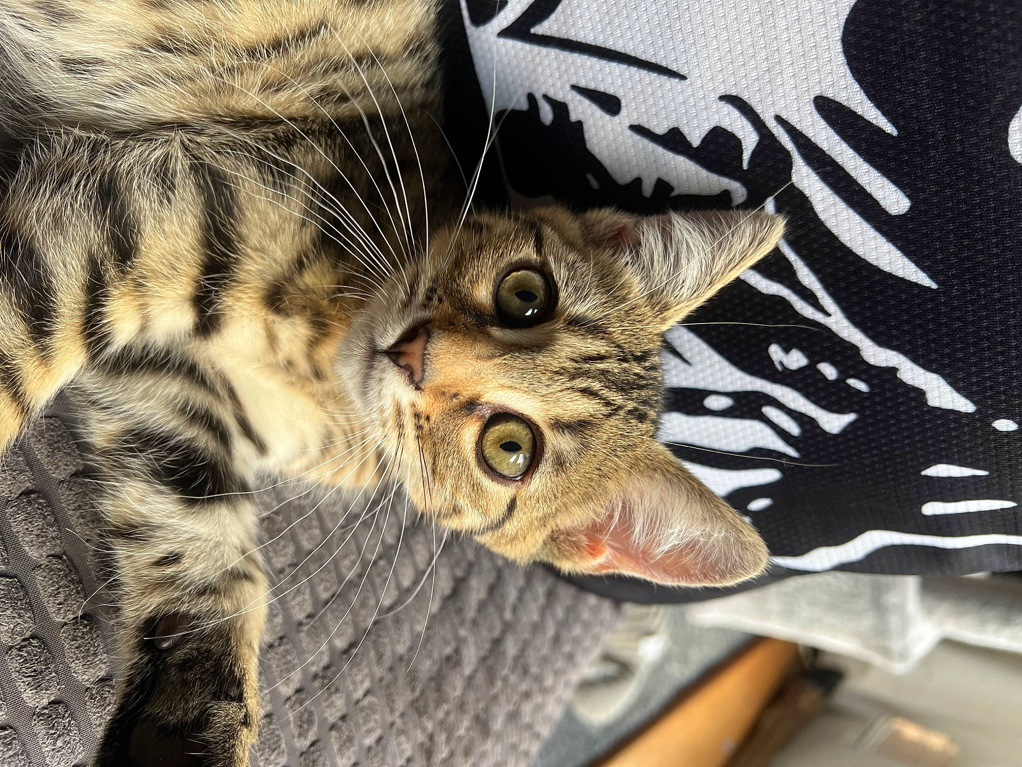 Lily is registered to the contest to win money with this photo: carnivore, cat, claw, comfort, domestic_short_haired_cat, felidae, fur, pattern, paw, sleeve, small_to_medium_sized_cats, snout, t_shirt, terrestrial_animal, whiskers